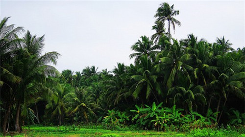 加盟茶澜受欢迎吗，加盟茶澜怎么进货